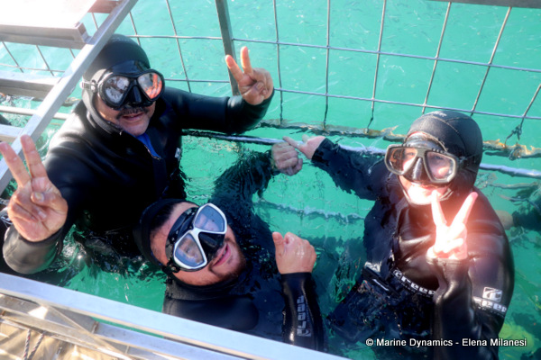 shark cage diving, South Africa